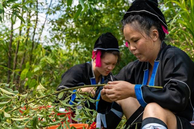 北山野“小辛香”如何迈向“大市场”AG真人登录一颗山苍子的新生:粤(图5) 北山野“小辛香”如何迈向“大市场”AG真人登录一颗山苍子的新生:粤(图5)
