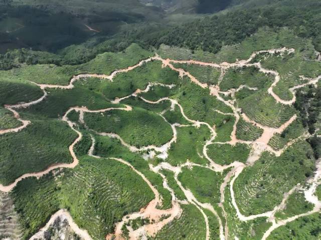 北山野“小辛香”如何迈向“大市场”AG真人登录一颗山苍子的新生:粤(图2) 北山野“小辛香”如何迈向“大市场”AG真人登录一颗山苍子的新生:粤(图2)