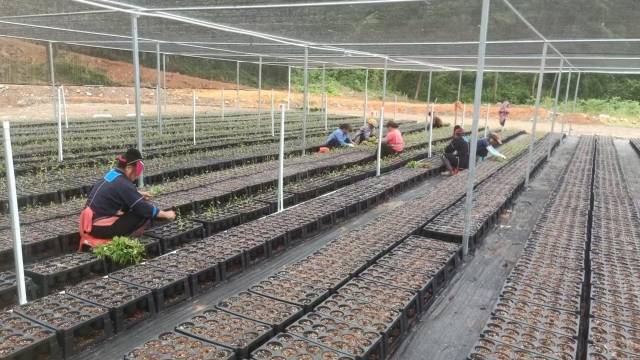 北山野“小辛香”如何迈向“大市场”AG真人登录一颗山苍子的新生：粤(图3)